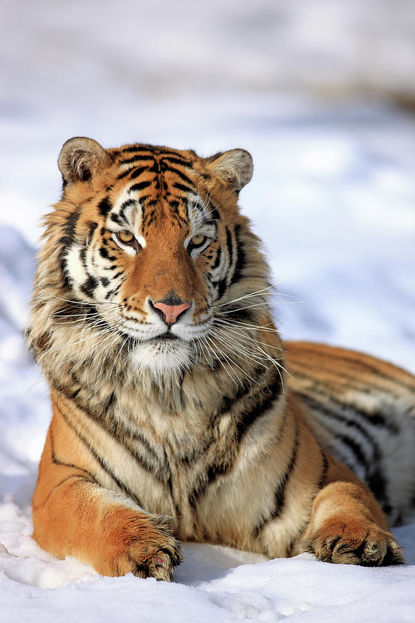 Siberian Tiger Panthera Tigris Altaica Photograph by Tier Und Naturfotografie J Und C Sohns