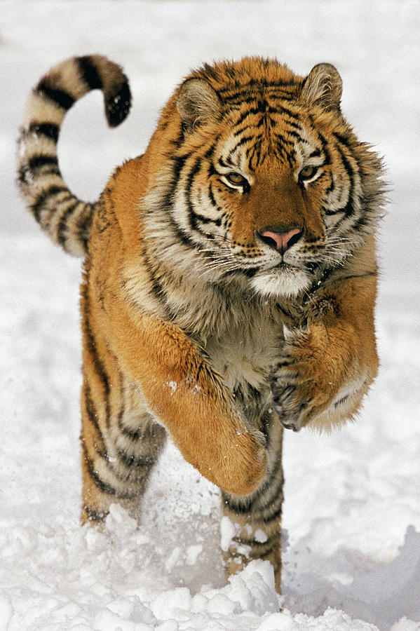 Siberian Tiger Panthera Tigris Altaica by Werner Van Steen