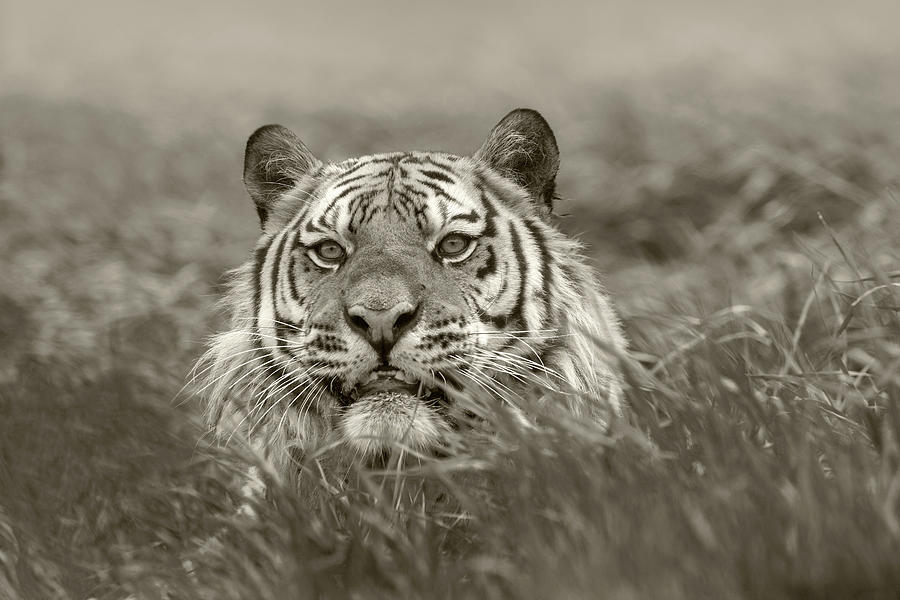 Siberian Tiger Peering Over Tall Grass Photograph by Tim Fitzharris