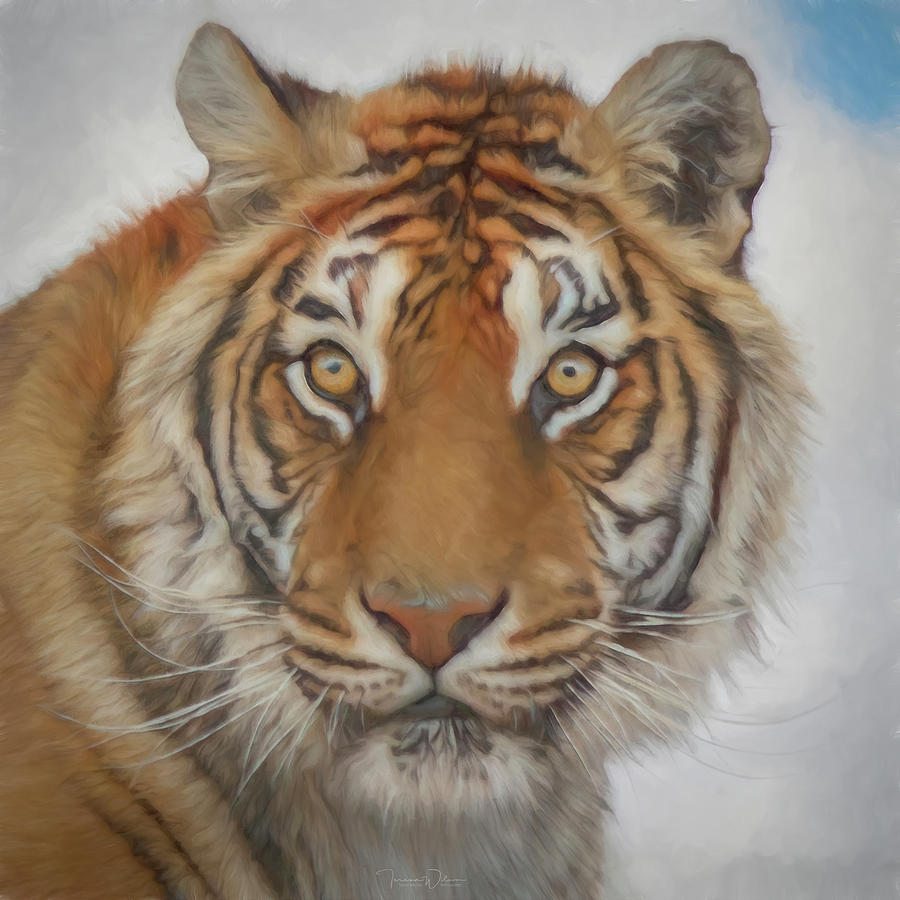 Siberian Tiger Portrait by TL Wilson Photography by Teresa Wilson Siberian Tiger Portrait by TL Wilson Photography by Teresa Wilson