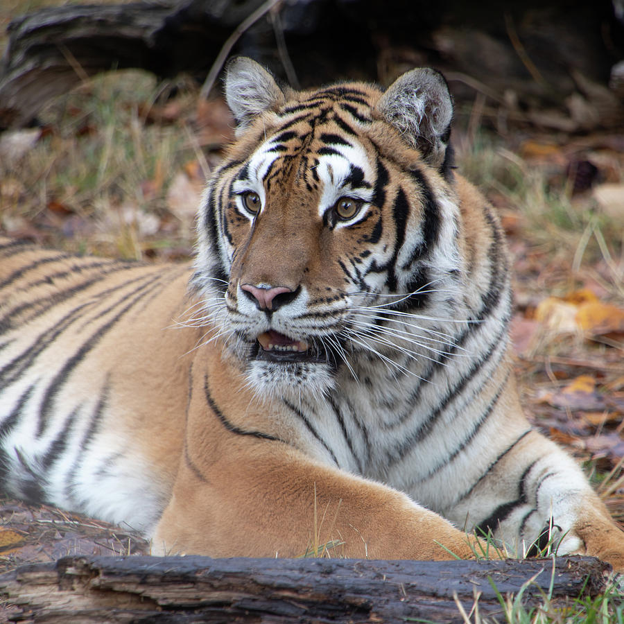 Siberian Tiger Portrait Square by TL Wilson Photography Photograph by Teresa Wilson