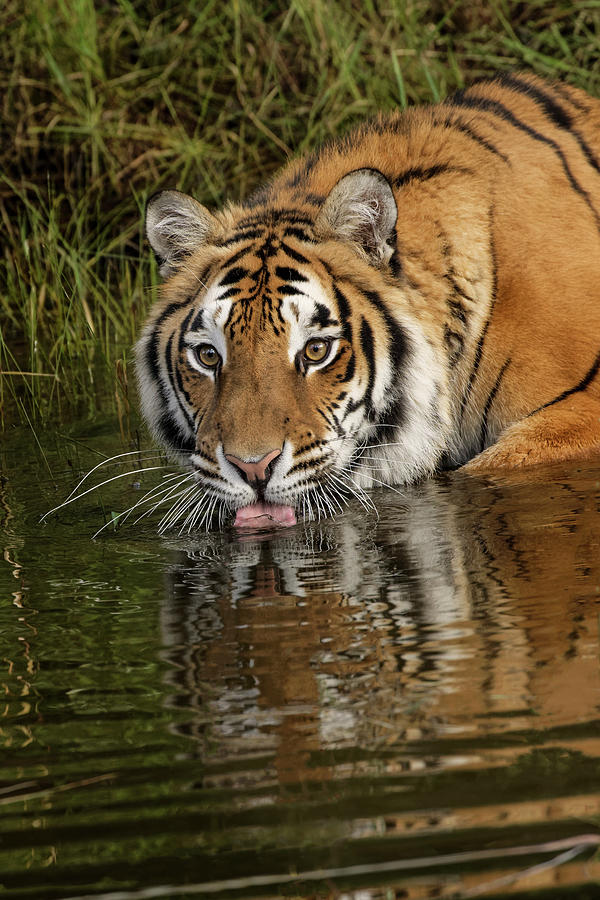 Siberian Tiger Reflection While Photograph by Adam Jones | Fine Art America