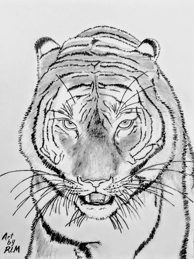 Siberian Tiger Drawing by Robert Martin