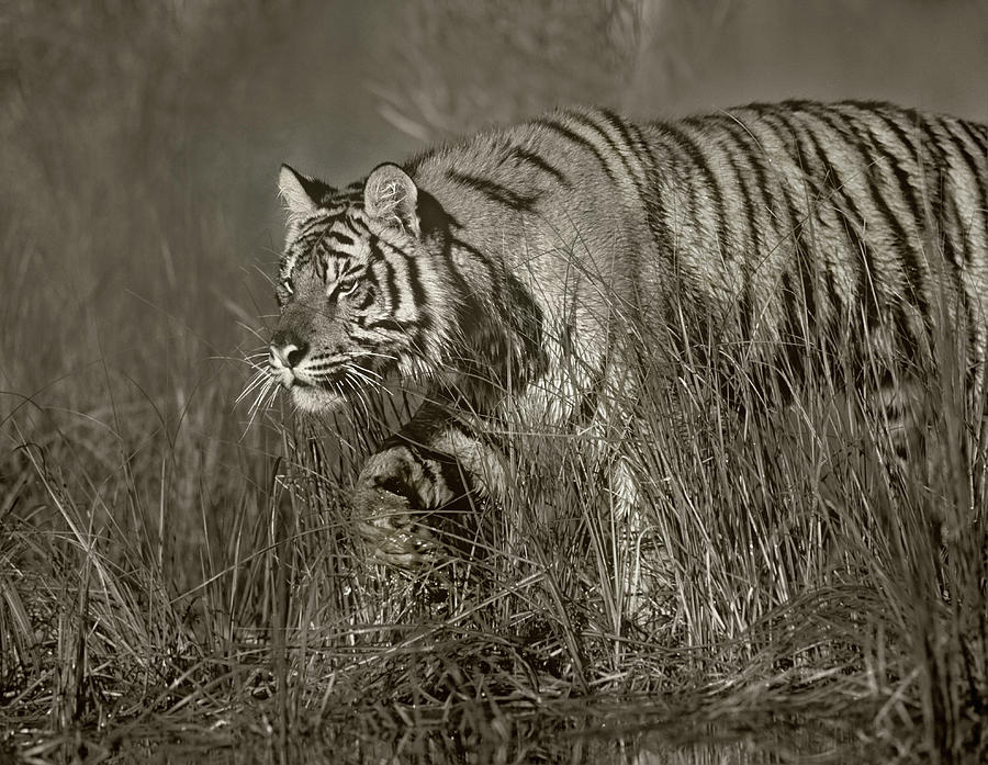 Siberian Tiger Stalking Photograph by Tim Fitzharris