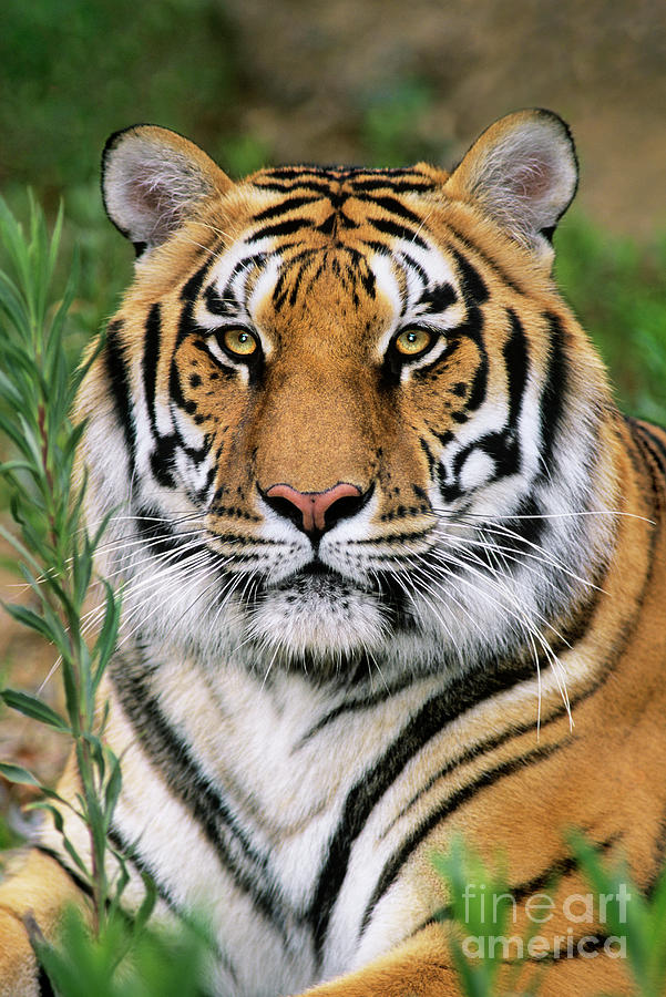 Siberian Tiger Staring Endangered Species Wildlife Rescue Photograph by Dave Welling