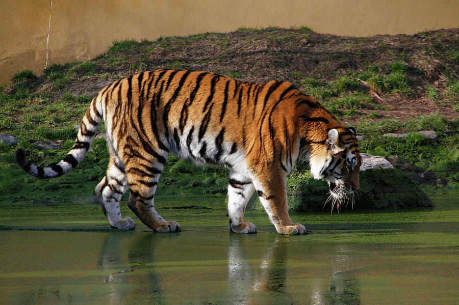 Siberian Tiger Photograph by Stephan Rebernik Photography
