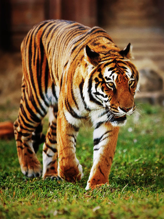 Siberian Tiger Photograph by Thepalmer