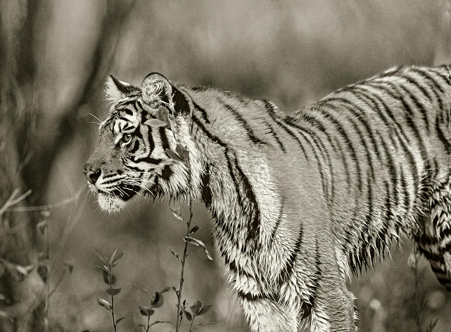 Siberian Tiger Photograph by Tim Fitzharris