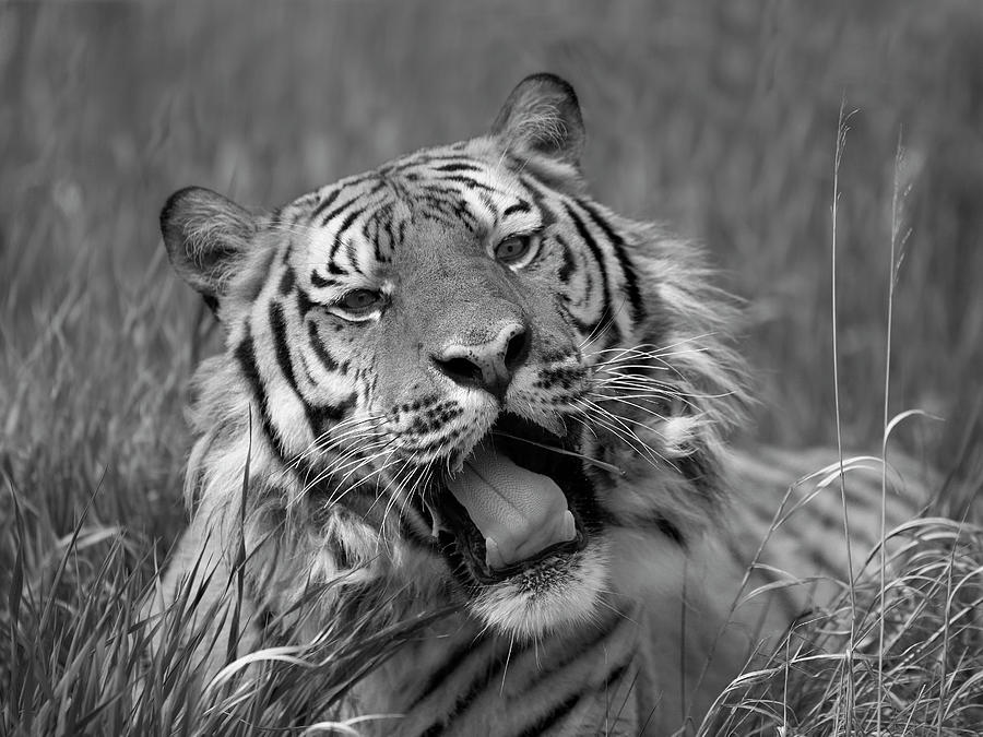 Siberian Tiger Yawning Photograph by Tim Fitzharris