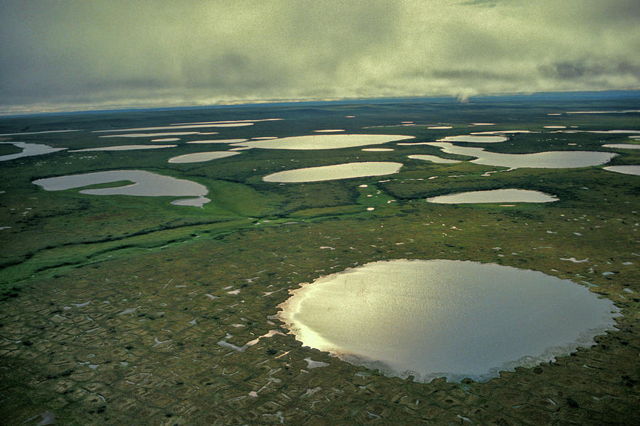 Siberian Tundra Ponds Photograph by Mark Newman