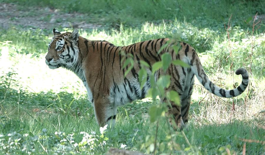 Siberian White Tiger CXII Photograph by Nicholas Rainsford - Fine Art ...