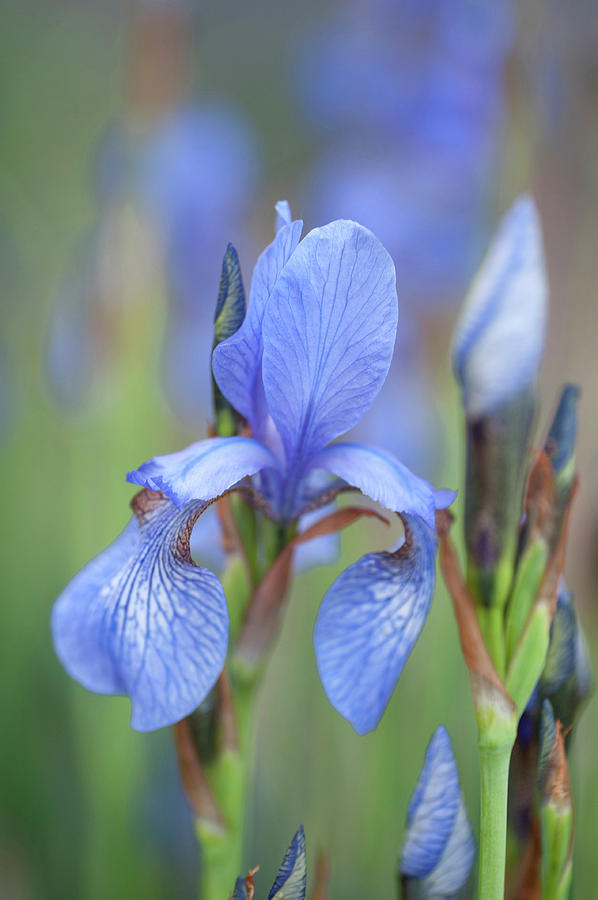 Sibirica 1. The Beauty Of Irises Photograph by Jenny Rainbow