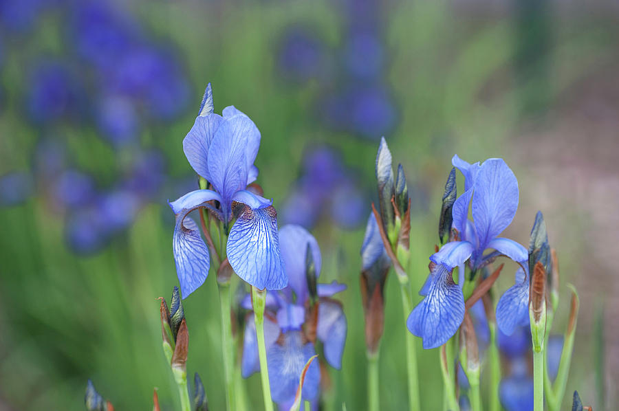 Sibirica. The Beauty Of Irises Photograph by Jenny Rainbow