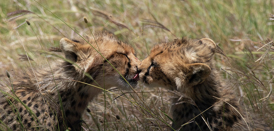 Sibling love Photograph by Patrick Nowotny