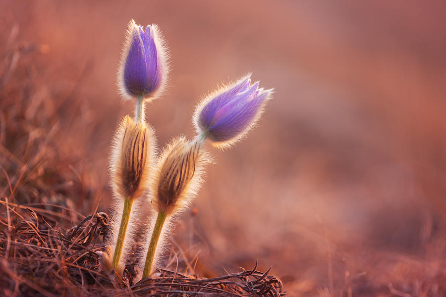 Flower Photograph - Siblings by Leicher Oliver