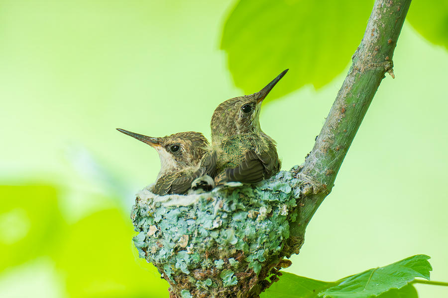 Nature Photograph - Siblings Of Black Chinned Hummingbird by Mike He