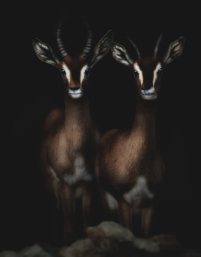 Animal Photograph - Siblings by Ranoosh Ali Bkr