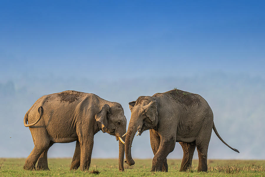 Elephant Photograph - Siblings by Yogesh Bhatia