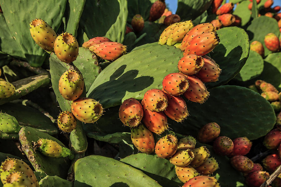 Sicily, Bronte, Prickly Pear, Italy Digital Art by Antonino Bartuccio ...