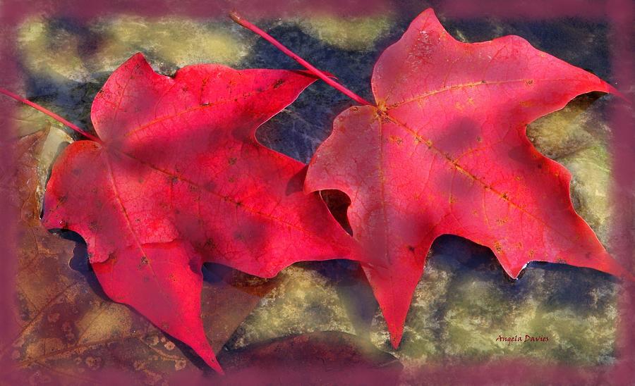 Fall Photograph - Side by Side Into Autumn by Angela Davies