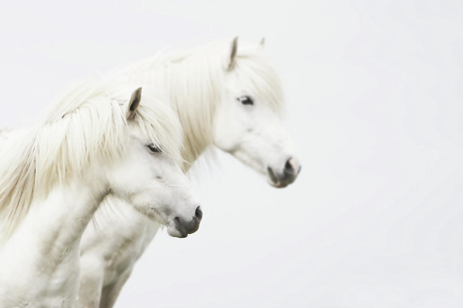 Side Face Of Two White Horse Photograph by Gigja Einarsdottir