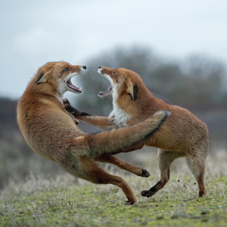 side-kick-red-foxes-in-fight-wonderfulea