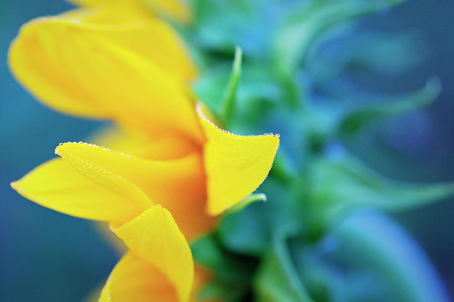 Side of a Sunflower Photograph by Deborah Penland