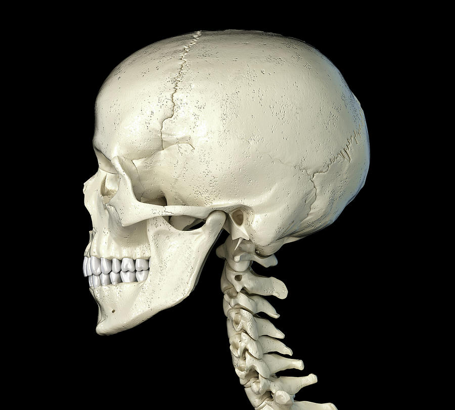 human skull profile