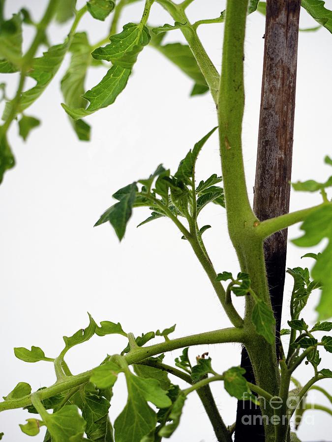 Side Shoots On Tomato Plant Photograph by Ian Gowland/science Photo Library