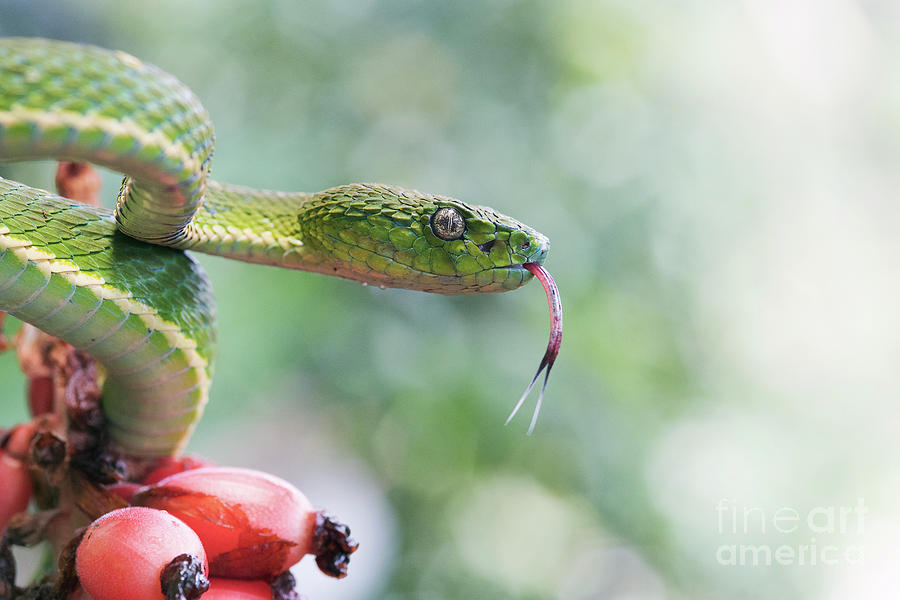 Side-striped Palm Pit Viper Photograph by Dr P. Marazzi/science Photo Library