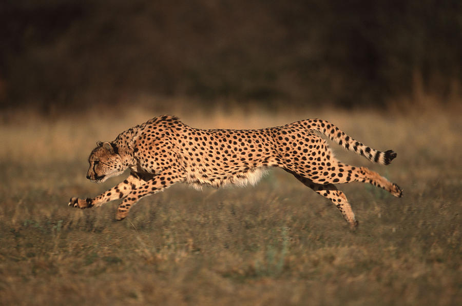 Side View Of A Cheetah, - Acinonyx Photograph by Martin Harvey