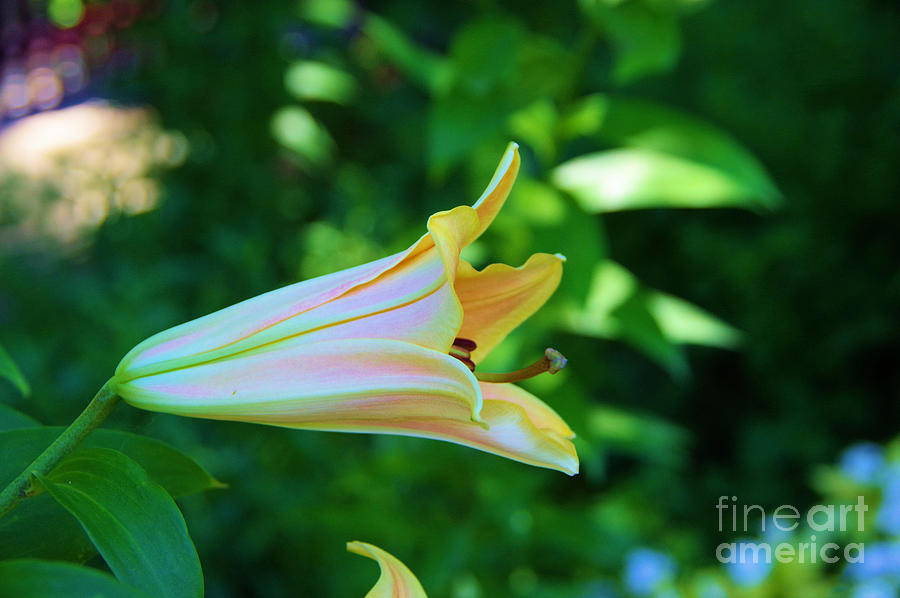 Side View Of A Day Lily Photograph