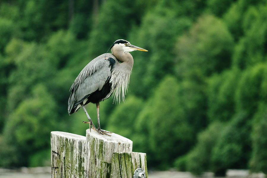 Nature Photograph - Side View Of A Great Blue Heron On A Log Piling In Puget Sound by Cavan Images