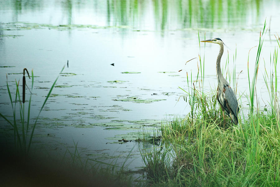 Animal Photograph - Side View Of A Great Blue Heron On The Edge Of A Pond by Cavan Images