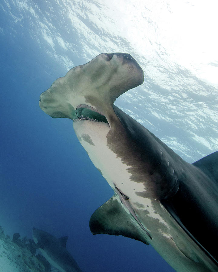 Side View Of A Great Hammerhead Shark Photograph by Brent Barnes