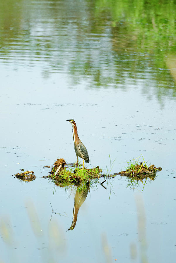 Animal Photograph - Side View Of A Green Heron Standing In The Middle Of A Pond by Cavan Images