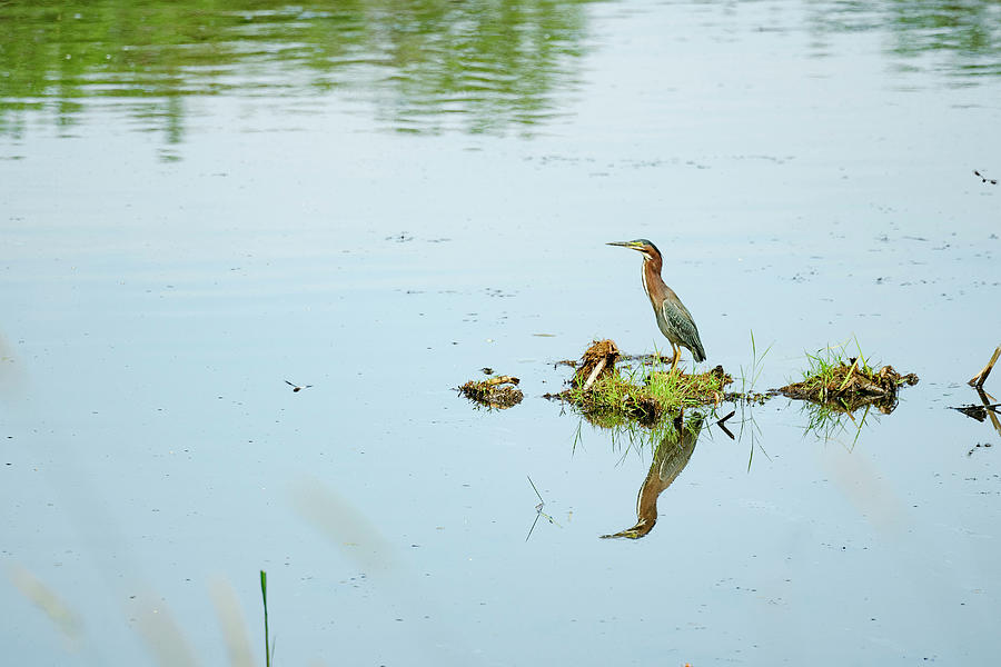 Animal Photograph - Side View Of A Green Heron Standing On A Small Island In A Pond by Cavan Images