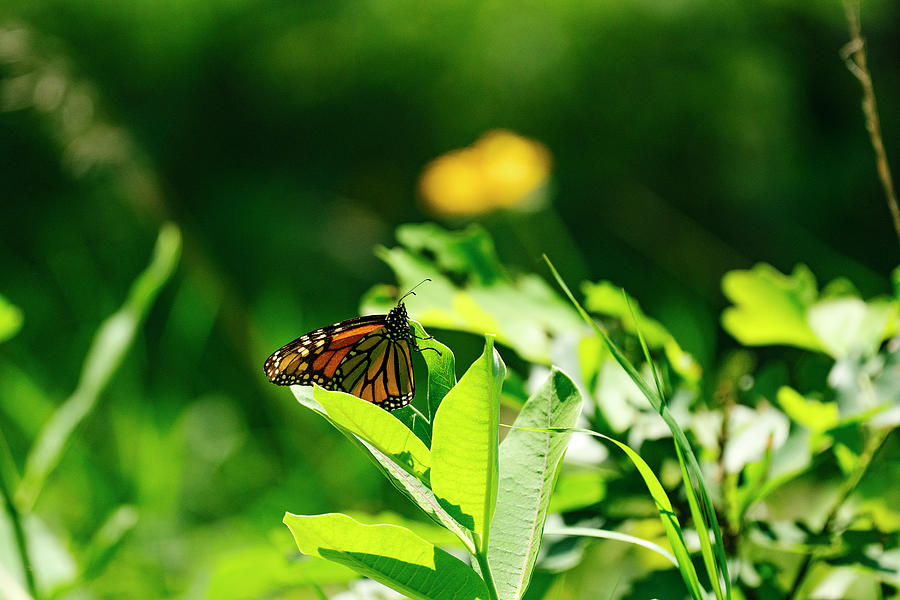 Butterfly Photograph - Side View Of A Monarch Butterfly On A Milkweed Leaf In A Field by Cavan Images