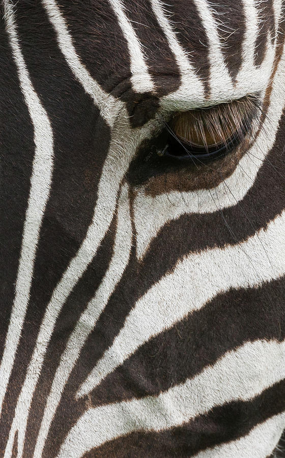 Side View Of A Plains Zebra Head, With Photograph by Mint Images - Art Wolfe