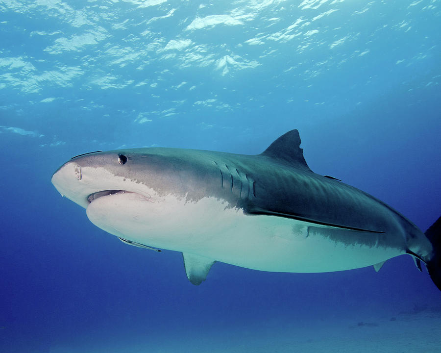 Side View Of A Tiger Shark, Tiger Photograph by Brent Barnes - Fine Art ...