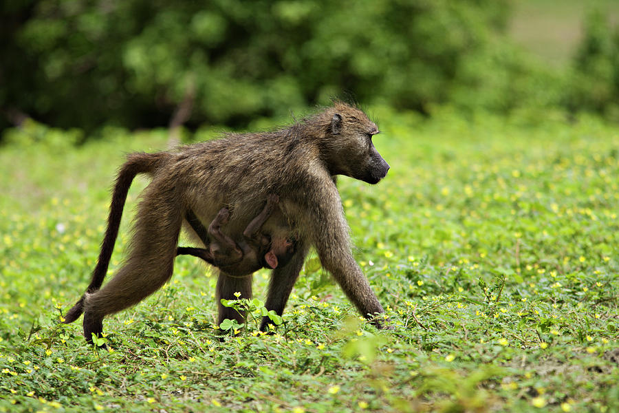 Side View Of Baboon Carrying Baby Photograph by Cavan Images - Fine Art ...