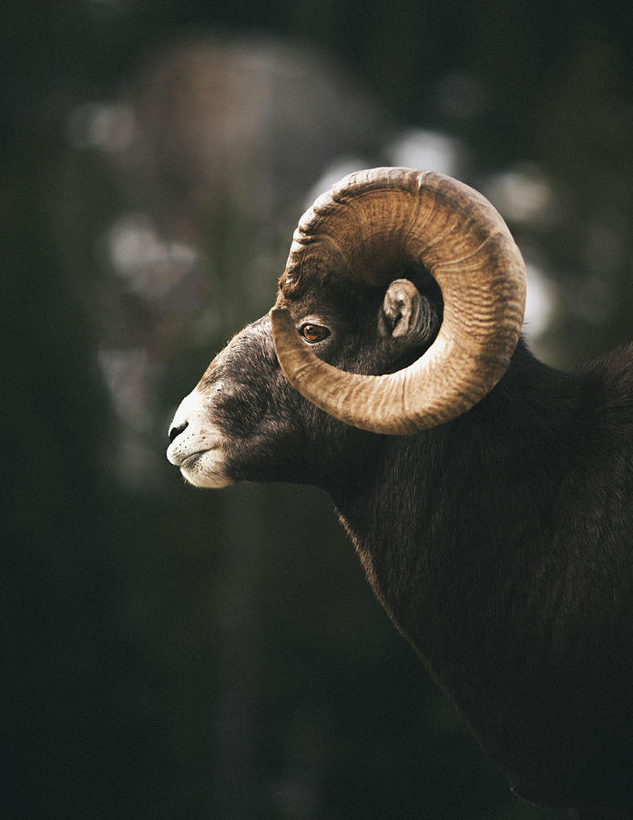 Banff National Park Photograph - Side View Of Bighorn Sheep Standing Outdoors by Cavan Images