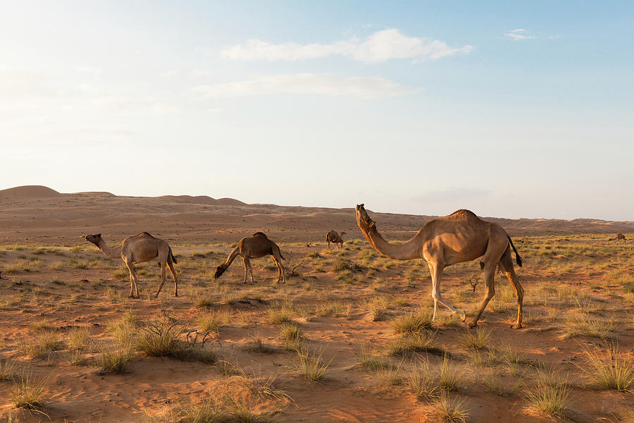 Side View Of Camels On Desert Wahiba Sands, Oman Photograph by Jalag ...