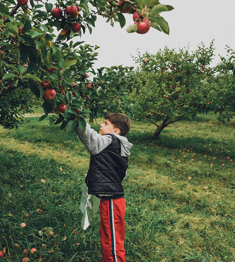 Side View Of Cute Boy Picking Apple From Fruit Tree At Orchard Farm ...