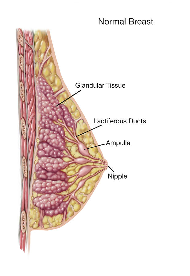 Breast Anatomy, as seen in the Wavelia OBCD scanner: Side view
