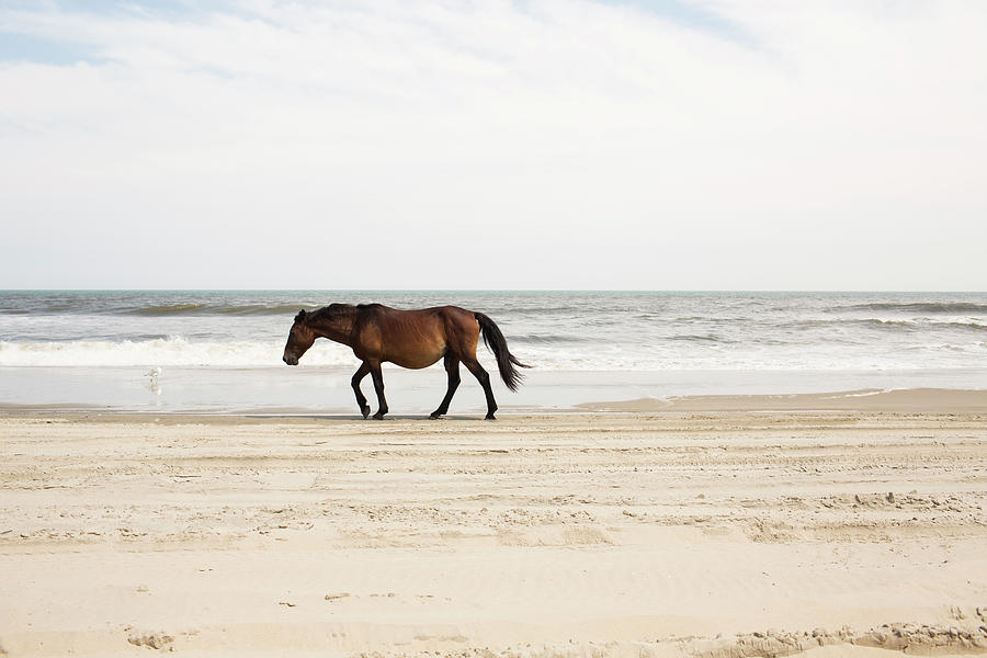 Side View Of Horse Walking At Beach Against Sky Photograph by Cavan Images Side View Of Horse Walking At Beach Against Sky Photograph by Cavan Images