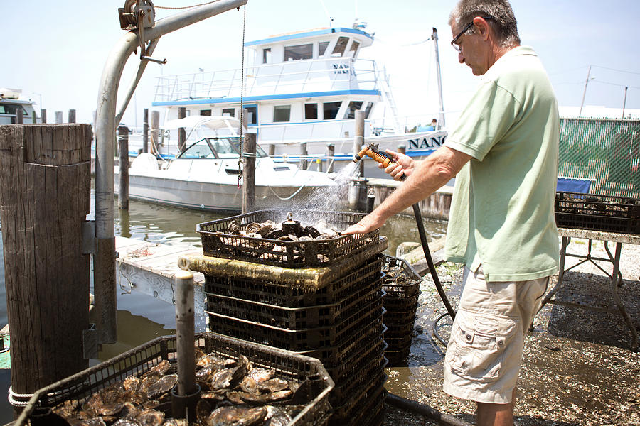 Side View Of Man Spraying Water On Oysters In Containers Photograph By 