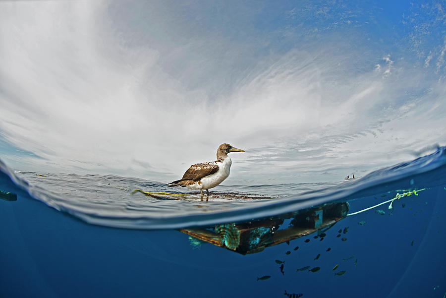 Wildlife Digital Art - Side View Of Seabird On Driftwood, Magadalena Bay, Baja California, Mexico by Rodrigo Friscione