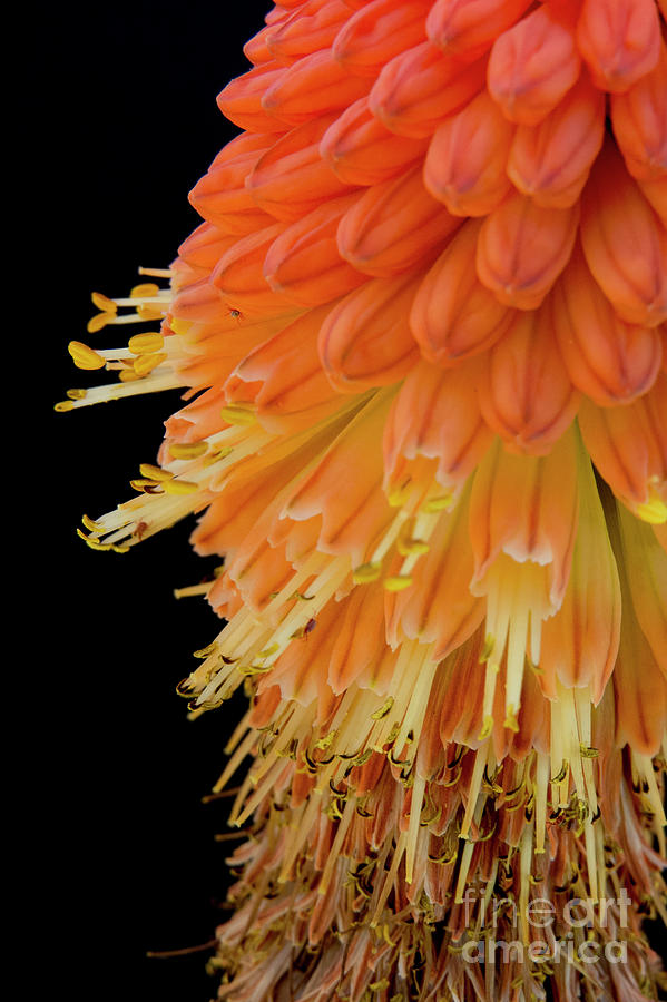 Side view Red Hot Poker Flower Photograph by Christy Garavetto