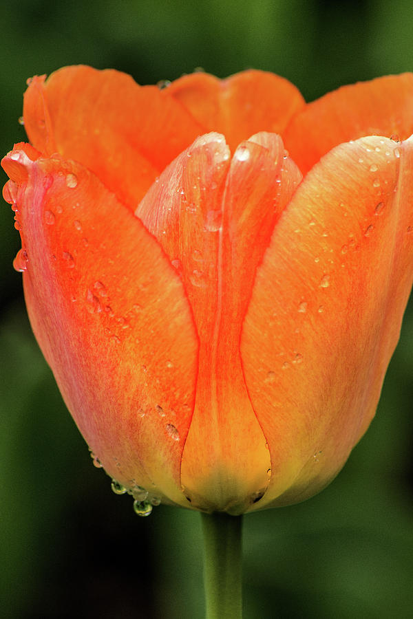 Side View Tulip Photograph by Don Johnson
